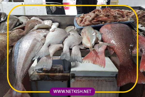 ماهی های کیش | بازار ماهی فروشان کیش