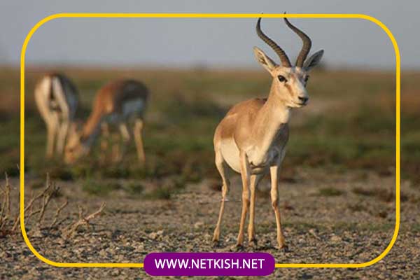 پارک آهوان کیش، مقصدی برای طبیعتگردان 2 بوستان آهوان جزیره کیش