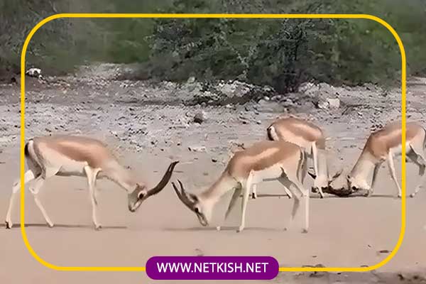 پارک آهوان کیش، مقصدی برای طبیعتگردان 5 پارک آهوان کیش