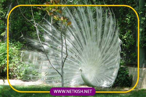 باغ پرندگان جزیره کیش 
