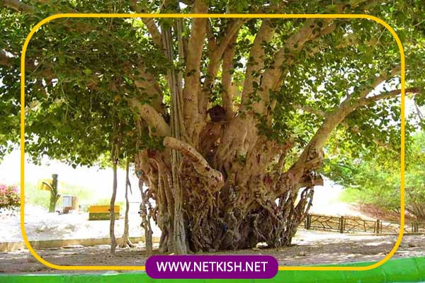 مکان های دیدنی و جاذبه های گردشگری کیش 10 مجموعه درخت سبز کیش