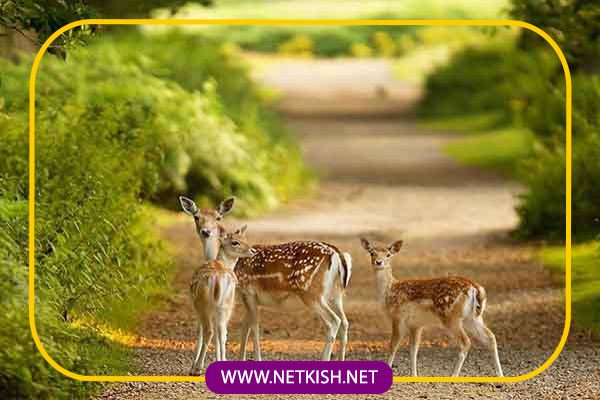 مکان های دیدنی و جاذبه های گردشگری کیش 7 پارک آهوان کیش