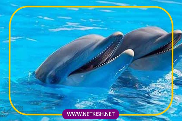 پارک دلفین های کیش