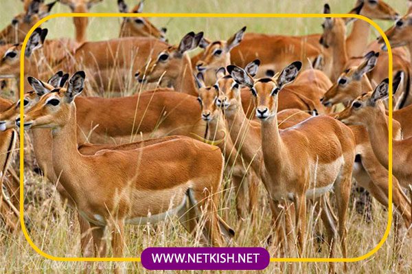 پارک آهوان کیش، مقصدی برای طبیعتگردان 7 چرا پارک آهوان کیش خاص است