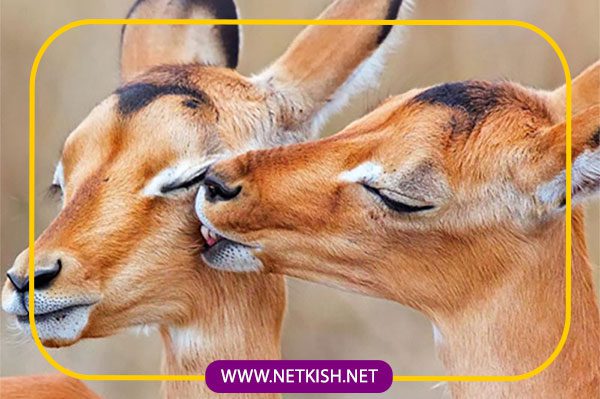 تفاوت پارک آهوان کیش با پارک آهو