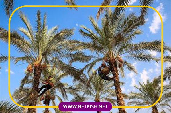 شرایط زیستی و اقلیمی جزیره