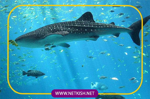معرفی آکواریوم کیش
