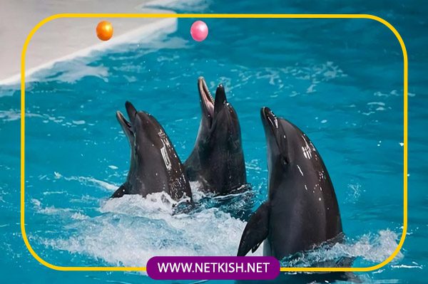 نمایش ‌های دلفین‌ ها