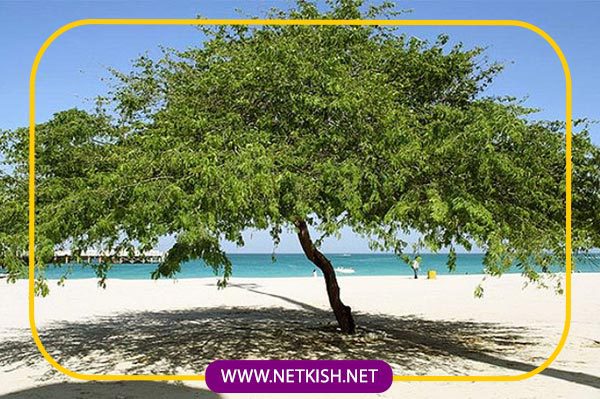 نگهداری و توسعه فضای سبز در کیش