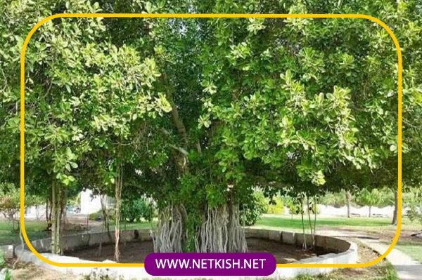 تاریخچه درخت سبز کیش